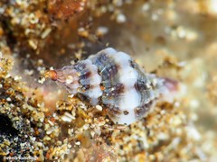 Ocenebra edwardsii