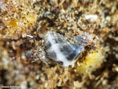 Ocenebra edwardsii