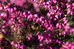 Bombus