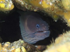 Gymnothorax unicolor