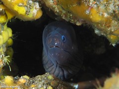 Gymnothorax unicolor