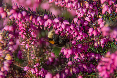 Bombus