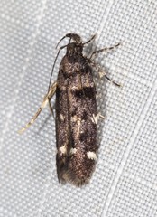 Macrobathra diplochrysa