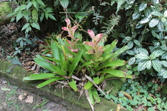 Vriesea philippocoburgi