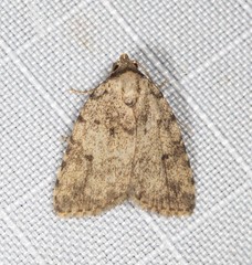 Tolpia conscitulana