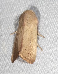 Leucania abdominalis