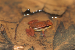Anomaloglossus baeobatrachus