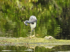Egretta tricolor image