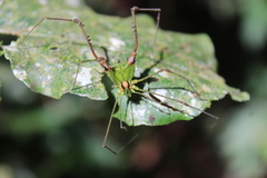Iguapeia melanocephala