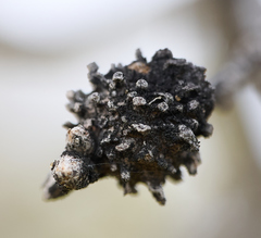 Burnettweldia corallina