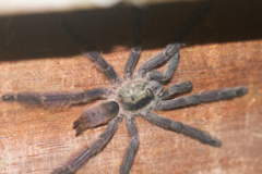 Tapinauchenius plumipes