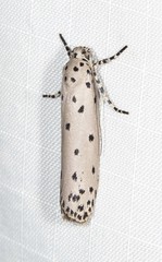 Ethmia praeclara