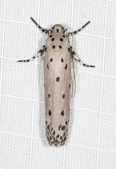 Ethmia praeclara