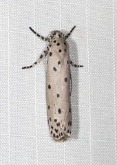 Ethmia praeclara