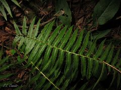 Dryopteris affinis