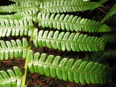 Dryopteris affinis