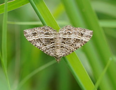 Chrysolarentia subrectaria