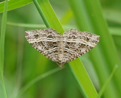 Chrysolarentia subrectaria