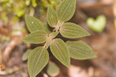 Macrocentrum cristatum