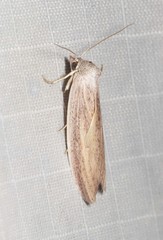 Prionopterina grammatistis