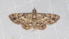 Gymnoscelis lophopus