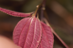 Macrocentrum cristatum