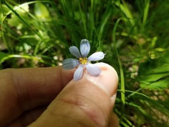 Sisyrinchium
