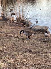 Branta canadensis