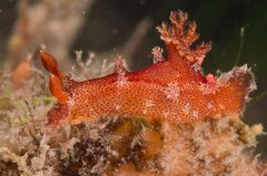 Plocamopherus imperialis