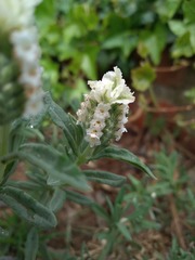 Lavandula stoechas