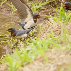 Hirundo rustica