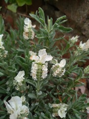 Lavandula stoechas
