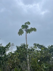 Cecropia schreberiana