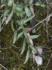 Smilax coriacea