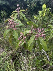 Miconia prasina
