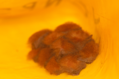 Thyroptera discifera