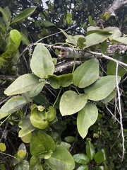 Smilax coriacea