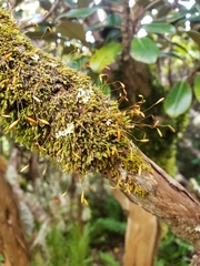 Leptostomum inclinans