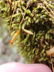 Leptostomum inclinans