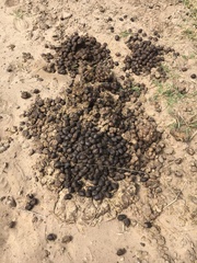 Boselaphus tragocamelus