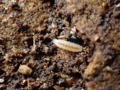 Miktoniscus patiencei