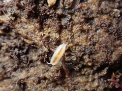 Miktoniscus patiencei
