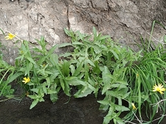 Calendula suffruticosa suffruticosa