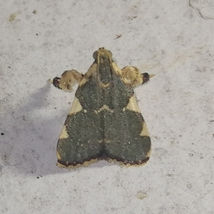 Parachma rufoflavalis