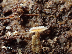 Miktoniscus patiencei