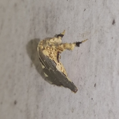 Parachma rufoflavalis