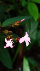 Sipanea wilson-brownei