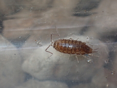 Halophiloscia couchii