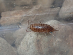 Halophiloscia couchii