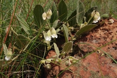 Hermannia geniculata